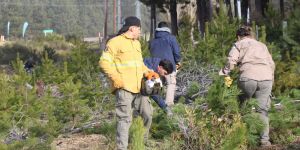 El raleo de pinos exóticos dejó resultados concretos: leña para las familias y bosque nativo ganado